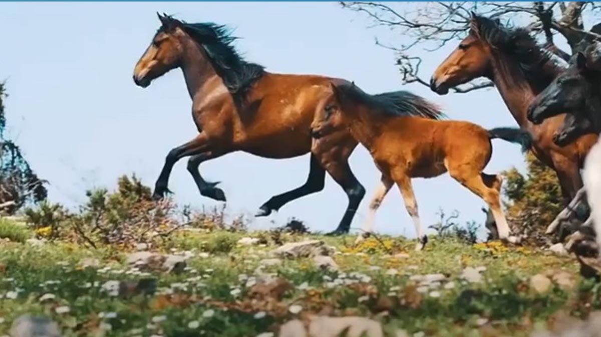 AKFEN HOLDİNG TİKAV PROJESİ BELGESELİ